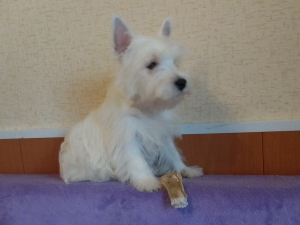 Foto №2 zu Ankündigung № 6129 zu verkaufen west highland white terrier - einkaufen Russische Föderation vom kindergarten, züchter