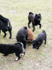 Foto №1. schwedischer lapphund - zum Verkauf in der Stadt Berlin | Frei | Ankündigung № 126636