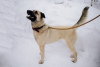 Foto №2 zu Ankündigung № 99450 zu verkaufen mischlingshund - einkaufen Russische Föderation quotient 	ankündigung