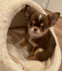 Zusätzliche Fotos: Lola Der Apfelkopf-Chihuahua