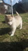 Zusätzliche Fotos: Siberian Husky-Welpen seltene Isabella-Farbe