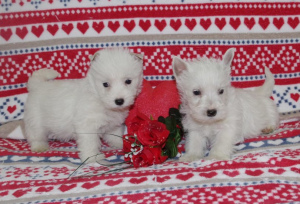 Foto №2 zu Ankündigung № 864 zu verkaufen west highland white terrier - einkaufen Frankreich züchter