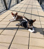 Foto №4. Ich werde verkaufen basenji in der Stadt Vladičin Han. züchter - preis - verhandelt