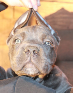 Foto №2 zu Ankündigung № 4255 zu verkaufen cane corso italiano - einkaufen Russische Föderation vom kindergarten