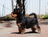 Foto №3. Yorkshire Terrier. Deutschland