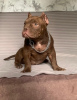 Foto №3. American Bully Exotic Micro Welpen. Serbien