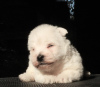 Foto №3. West Highland White Terrier Welpen Mädchen. Russische Föderation
