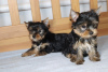 Foto №2 zu Ankündigung № 119300 zu verkaufen yorkshire terrier - einkaufen Finnland quotient 	ankündigung