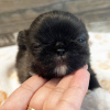 Foto №2 zu Ankündigung № 45809 zu verkaufen pekingese - einkaufen USA quotient 	ankündigung