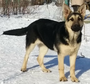 Foto №1. osteuropäischer schäferhund - zum Verkauf in der Stadt Москва | verhandelt | Ankündigung № 6062