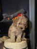 Foto №3. Cavapoo Welpen. Deutschland