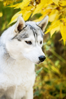 Foto №3. Gezüchteter Husky, Stammbaum KSU / FCI. Ukraine