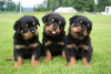 Foto №1. rottweiler - zum Verkauf in der Stadt Салоники | 350€ | Ankündigung № 76556