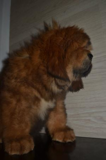 Foto №3. Tibetan Mastiff Welpen. Russische Föderation
