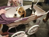 Foto №2 zu Ankündigung № 100510 zu verkaufen beagle - einkaufen Deutschland quotient 	ankündigung
