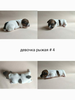 Foto №4. Ich werde verkaufen jack russell terrier in der Stadt Москва. züchter - preis - 517€
