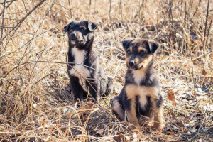 Foto №4. Ich werde verkaufen mischlingshund in der Stadt Kiew. quotient 	ankündigung - preis - Frei