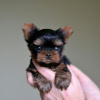 Foto №1. yorkshire terrier - zum Verkauf in der Stadt Los Angeles | 426€ | Ankündigung № 43828