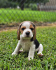 Foto №2 zu Ankündigung № 127374 zu verkaufen beagle - einkaufen Deutschland quotient 	ankündigung