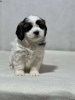 Foto №2 zu Ankündigung № 44774 zu verkaufen shih tzu - einkaufen Deutschland 