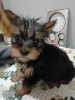 Foto №3. Yorkie/Kawaiiork-Welpen. Litauen