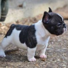 Foto №1. französische bulldogge - zum Verkauf in der Stadt Hartford | 473€ | Ankündigung № 109924