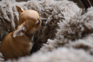 Zusätzliche Fotos: Chihuahua Welpe