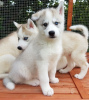 Foto №3. Gesunde männliche und weibliche Siberian Husky-Welpen mit Heimtraining. Niederlande