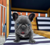 Foto №4. Ich werde verkaufen französische bulldogge in der Stadt Дортмунд. quotient 	ankündigung - preis - 320€