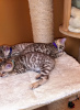 Zusätzliche Fotos: Ausgebildete Bengalkatzen-Kätzchen stehen zum Verkauf