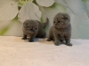 Foto №3. Gesunde Scottish Fold Kätzchen in Deutschland. Deutschland