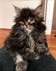 Foto №2 zu Ankündigung № 114543 zu verkaufen maine-coon-katze - einkaufen Serbien 