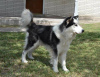 Foto №3. Sibirischer Husky. Estland