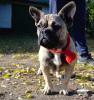 Foto №1. französische bulldogge - zum Verkauf in der Stadt Odessa | 288€ | Ankündigung № 7590