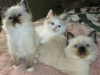 Foto №2 zu Ankündigung № 123475 zu verkaufen ragdoll-katze - einkaufen Deutschland quotient 	ankündigung, züchter