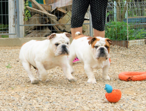 Foto №1. englische bulldogge - zum Verkauf in der Stadt Krasnodar | verhandelt | Ankündigung № 6480