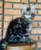 Foto №2 zu Ankündigung № 104306 zu verkaufen maine-coon-katze - einkaufen USA quotient 	ankündigung