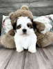 Foto №3. Wunderschöne Shih Tzu Welpen. Deutschland