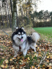 Zusätzliche Fotos: Pomsky von Pomeranian und Husky