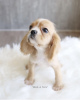 Foto №1. amerikanischer cocker spaniel - zum Verkauf in der Stadt Lüneburg | 599€ | Ankündigung № 99570