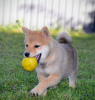 Foto №3. Shiba Inu-Welpen. Serbien