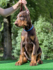 Foto №4. Ich werde verkaufen dobermann in der Stadt Minsk. vom kindergarten, züchter - preis - 804€