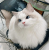 Foto №1. ragdoll-katze - zum Verkauf in der Stadt Tokyo | 379€ | Ankündigung № 121300