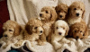 Foto №3. Atemberaubende kleine Miniatur-Goldendoodle-Welpen 1(559) 745-5646. USA