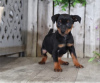 Foto №1. zwergpinscher - zum Verkauf in der Stadt Berlin | Frei | Ankündigung № 126980