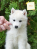 Zusätzliche Fotos: Male Siberian Husky Puppy for Sale Your Perfect Companion!