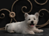 Zusätzliche Fotos: West Highland White Terrier Welpe weiblich