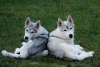 Foto №3. Siberian Husky Welpen. Serbien