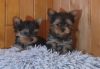 Foto №2 zu Ankündigung № 93022 zu verkaufen yorkshire terrier - einkaufen Schweden quotient 	ankündigung