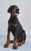 Foto №3. Dobermann, top hunde. Serbien